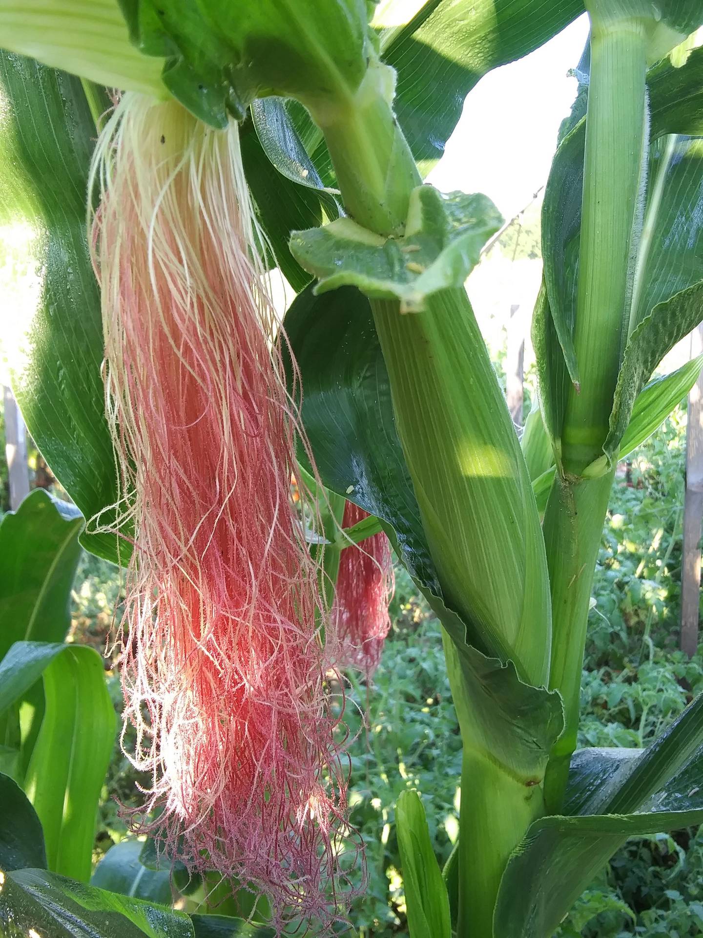 “Pink hair craze” — M. Emsweller: “Popcorn in our garden.”