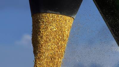 Harvest Quality Report: Corn samples find quality matches quantity