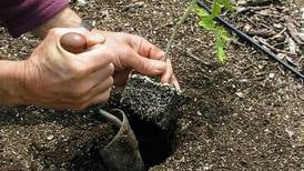 Turning point: When is it safe to plant your garden?