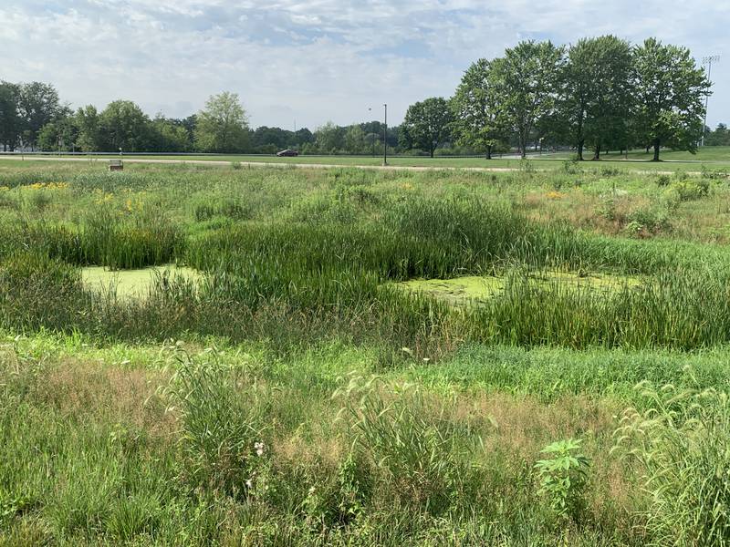 Wetlands like this one in Tazewell County play an important role in agriculture.