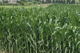 Illinois crop progress for week ending July 6