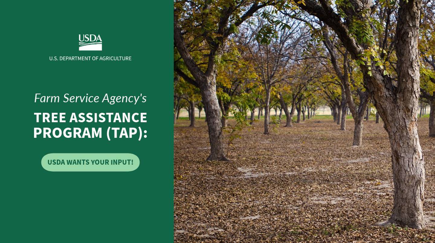 The Tree Assistance Program helps cover the cost of replanting or rehabilitating eligible trees, bushes and vines due to natural disasters.