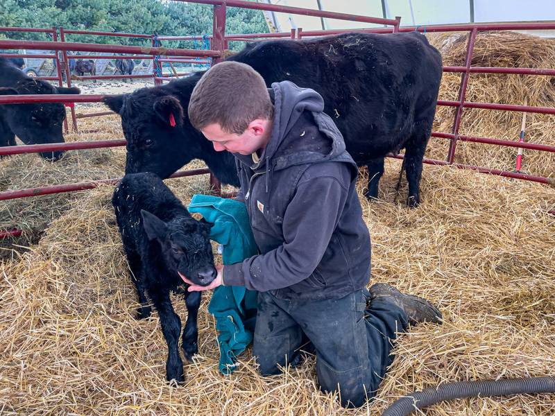 Tanner Mickey checks on a calf in his Angus herd that  he developed as part of his FFA projects which earned him the honor of a becoming a finalist for the American Star Farmer award. The Taylorville FFA member will be introduced during a Friday session of the 96th National FFA Convention & Expo in Indianapolis.