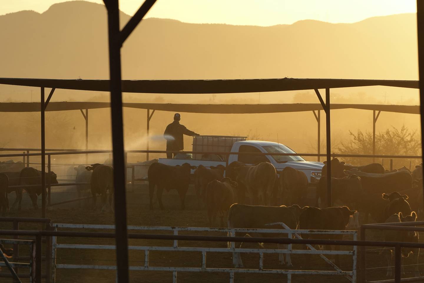 A ranch hand sprays for fly control at a ranch that supplies livestock for export to the United States, in Zamora, northern Mexico, as the U.S. border remains closed to Mexican cattle imports over screwworm concerns.