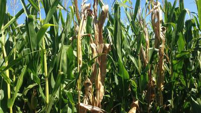 The AgriNews AgriMinute podcast: A scary situation: ‘Ghost plants’ can signal crown rot in corn
