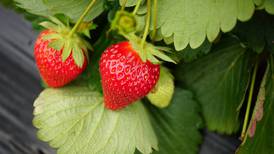 Reducing strawberry disease starts when purchasing the plant