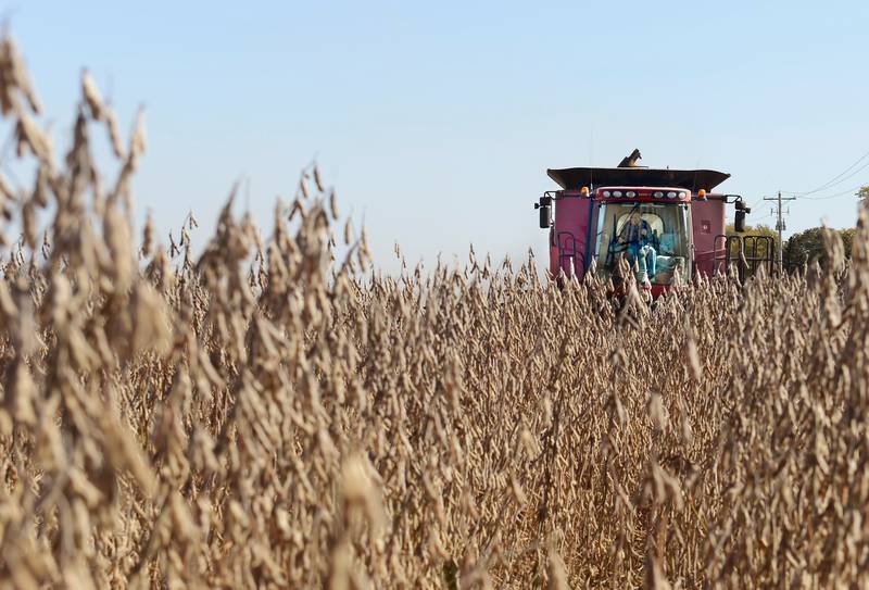 A farmer steers their combine through an 80-acre field of soybeans near Washington in central Illinois.