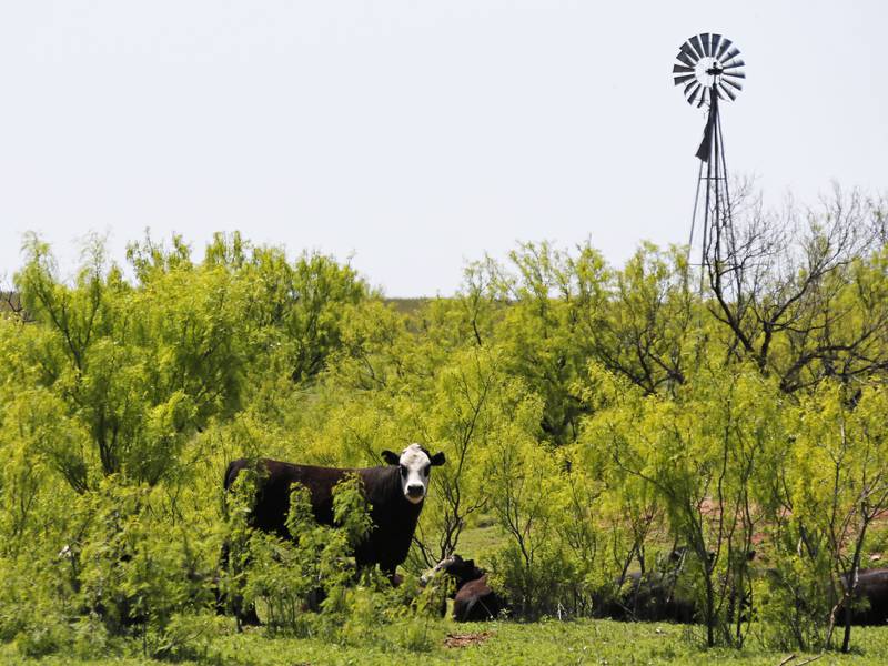 Early spring grazing sets stage for season