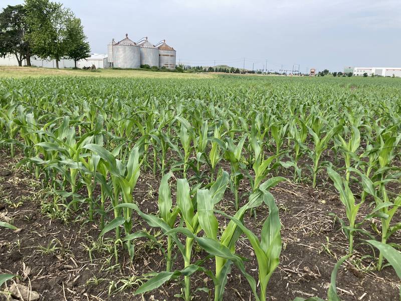 Illinois crop progress for June 20, 2025.
