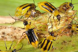 Evolution of rootworm, corn borer protection