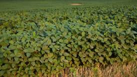 Timing is everything: Fungicide applications pay, Beck’s study shows