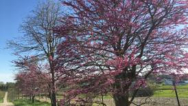 Plant trees for every season