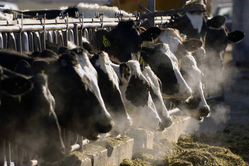 A line of Holstein cows feed through a fence at a dairy farm in Idaho.