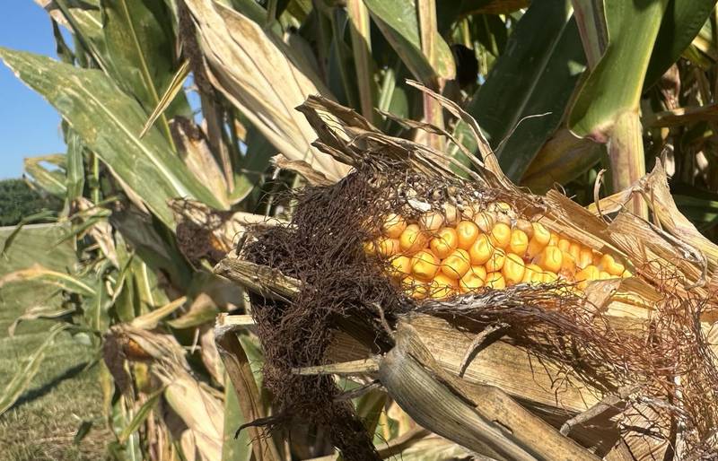 The crops around the Illinois Valley will be ready for harvest very soon. Corn drydown begins in a cornfield near on Monday, Sept. 8, 2025 near Troy Grove. Drydown is a natural process when water evaporates from corn cob and kernels after it reaches maturity.