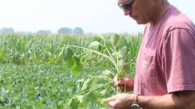 Record wheat yields on Kane County farm