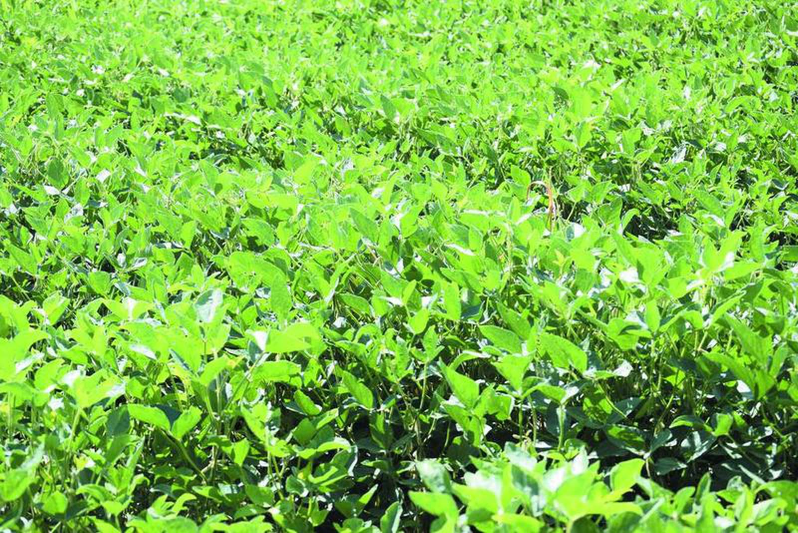 61 bushels per acre Soybeans shaping up to have a banner year, Casteel