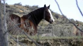 Decision on the future of wild horses in national park expected next year