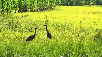 ‘Clean water for all’: Finding solutions to nutrient loss