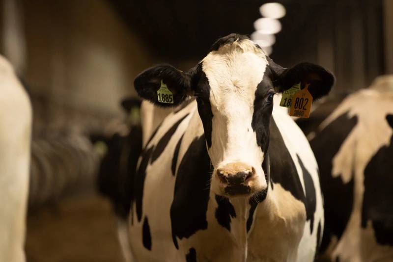 While some metabolic disorders are obvious and therefore easier to treat, disorders like sublicinical hypocalcemia do not show any obvious signs. Hypocalcemia, or milk fever, occurs when there is not enough calcium in the blood to meet demand.