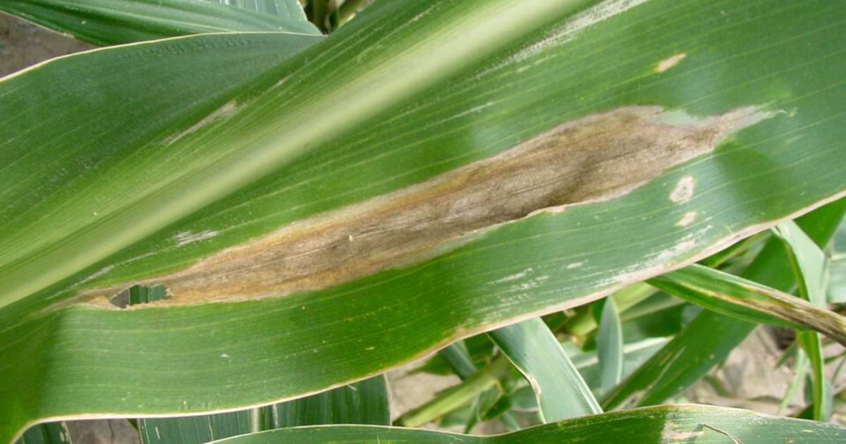 Northern corn leaf blight management tips – AgriNews