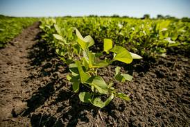 Timing matters: Early planting benefits soybean in unfertilized, low-fertility fields