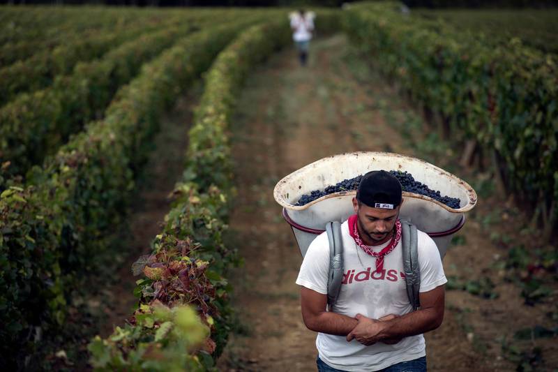 A worker carries red grapes in a burgundy vineyard during the grape harvest season in Volnay in central France.