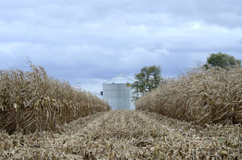 A grain bin can be seen through a field of corn in Vigo County in western Indiana.