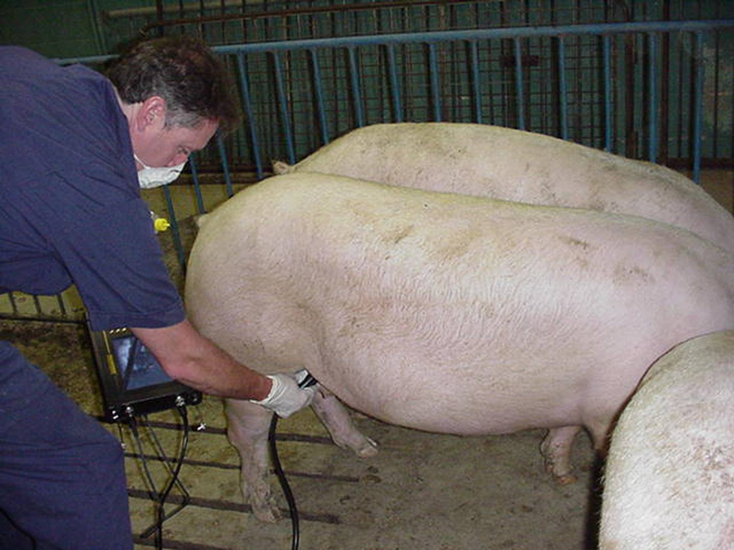 Image 1: A small amount of lubricant is applied to the transducer and then the transducer is applied to the skin of the lower abdomen of the sow, just ahead of the rear leg