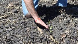From the Fields: Crops need rain after planting