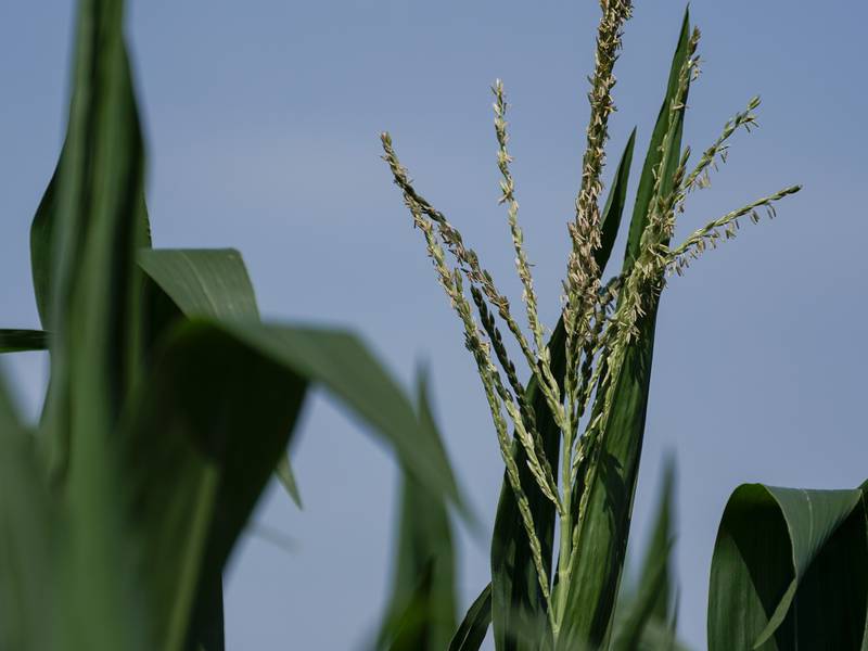 AFBF survey: Majority of U.S. farmers unable to meet fertilizer needs