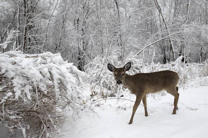 A white-tailed deer forages for food at the Heckrodt Wetland Reserve in Menasha, Wisconsin.
