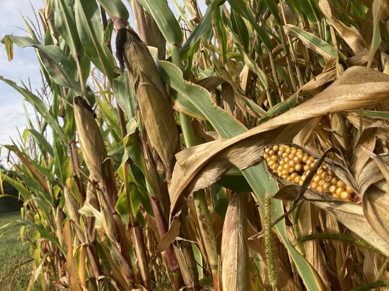 Illinois crop progress for Sept. 26, 2025.