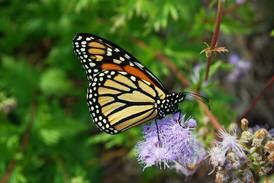 Monarchs listed as endangered