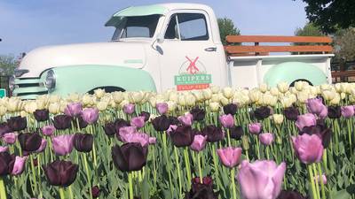 1 million blooms at Kuipers Midwest Tulip Fest opening on April 17