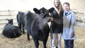 Sisters top heifer division in IBA Points Show Program