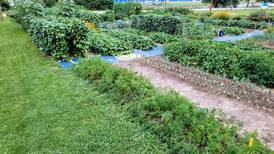 Free gardening classes offered