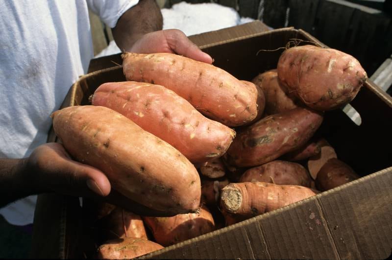 Sweet potatoes are a locally grown food enjoyed in school cafeterias across the state.