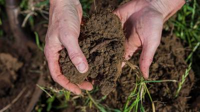 Cover crops help to increase soil biology