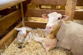 Save the date for Hoosier Sheep Symposium Sept. 20