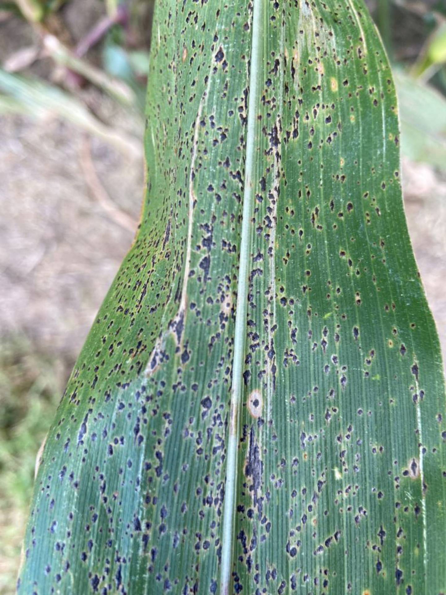 Tar spot is caused by the fungus known as Phyllachora maydis and can be identified by small, raised black and circular spots present on corn leaves, stalks and husks.