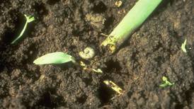 Scout fields for black cutworms