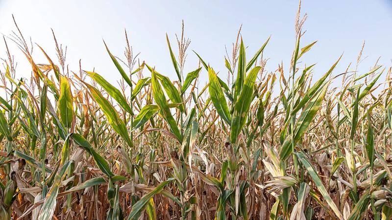 When bumper crops are pushing down crop prices, increasing market demand is crucial for supporting crop prices and farm income.