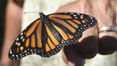 Calendar: Butterfly Festival June 3 in Pontiac