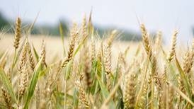 Illinois ramped up wheat, oat production in 2023