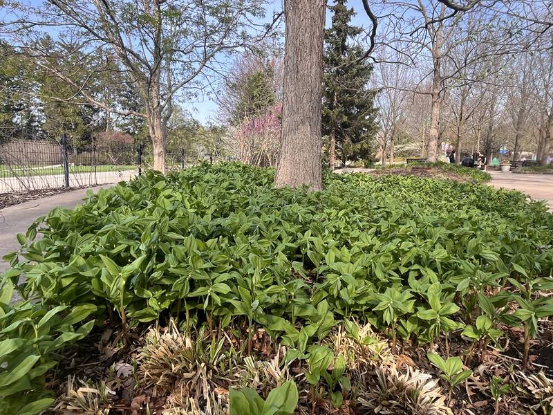 Dwarf Solomon’s Seal provides ground cover under trees.