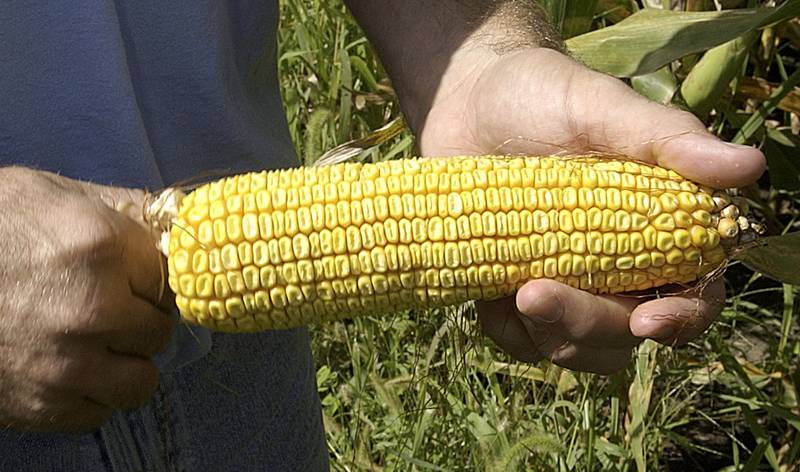 A farmer holds an ear from his cornfield in rural Windsor in central Illinois.