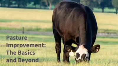 Series offers strategies to improve pasture productivity, resilience