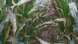 Keep corn diseases at bay in 2022
