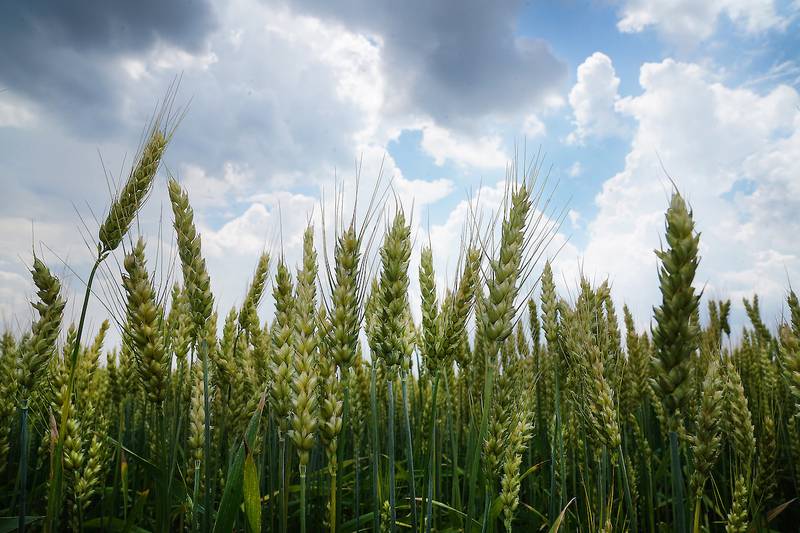 Farmers last fall planted more acres to winter wheat for harvest in 2025 than they did for 2024, but fewer than 2023 and just under the five-year average acreage, according to the U.S. Department of Agriculture.