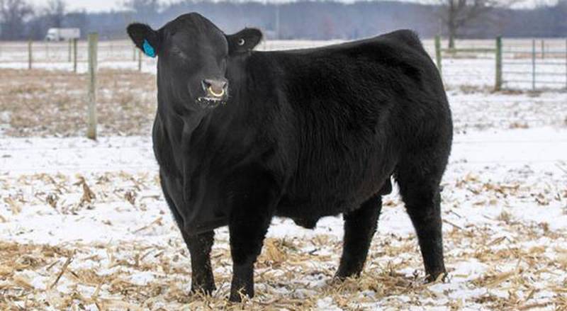 Offering some of the best genetics based on performance standards utilized by the beef industry, the Illinois Performance Tested Bull Sale will take place Feb. 20 at the Illinois State Fairgrounds.